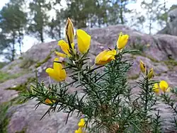 Petit oiseau brun sur une branche.