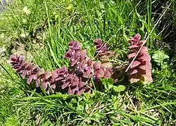 Couleur rouge des plants.