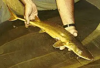 Description de l'image Alabama Sturgeon.jpg.
