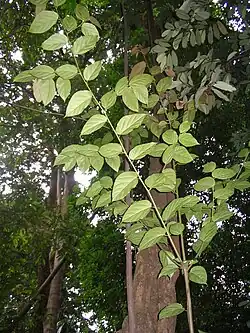 Alangium ebenaceum ,