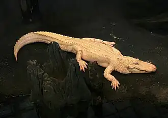 Reptile : Alligator d'Amérique (Alligator mississippiensis).
