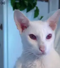 Chat blanc albinos : yeux sans mélanine, rouges, couleur du sang.
