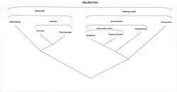 Cladogramme montrant les relations entre les taxons de l'ordre des Albuliformes. D'après Greenwood (1977).