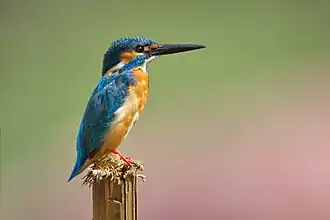 Martin-pêcheur d'Europe, parc national de Khao Yai, Thaïlande.