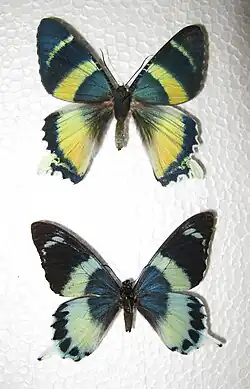 Alcidis agathyrsus (en haut) et Papilio laglaizei (en bas).