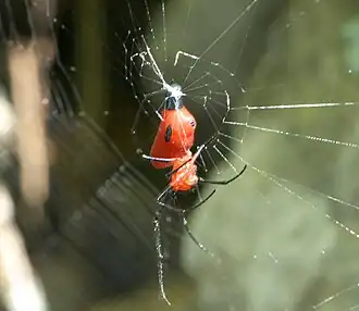 Description de l'image Alcimosphenus licinus P1110769a.jpg.