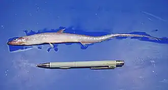 Description de l'image Aldrovandia gracilis 2.jpg.