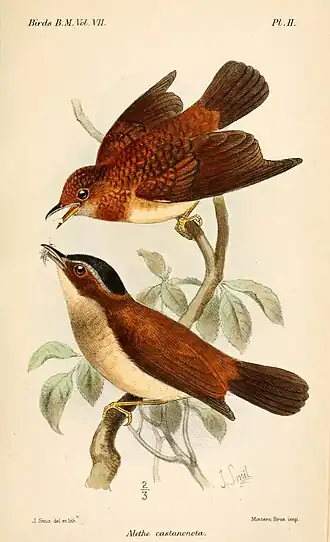 Description de l'image AletheCastanonotaSmit.jpg.