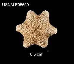 Aleutiaster schefferi