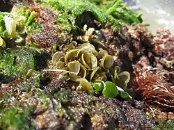 Padina sp. au Brésil