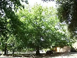 Un chêne zéen planté en Australie.