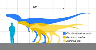Comparaison en taille des trois représentants des Alioramini, Qianzhousaurus sinensis étant montré en bleu clair, Alioramus remotus en jaune foncé et Alioramus altai en jaune clair.