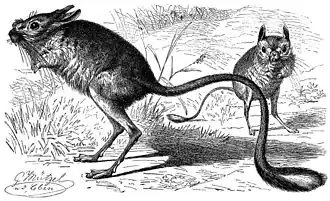 Représentation ancienne