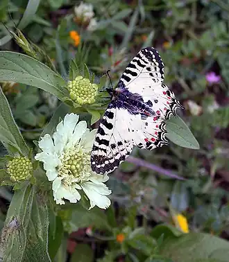 Description de cette image, également commentée ci-après