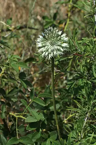 Description de l'image Allium affine 164504981.jpg.