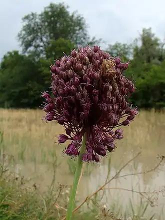 Description de l'image Allium atroviolaceum Y01.jpg.