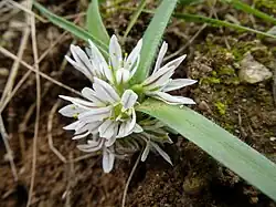 Allium chamaemoly, inflorescence
