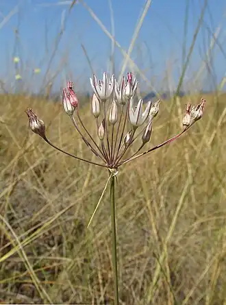 Description de l'image Allium moschatum.jpg.