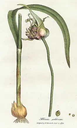 Description de l'image Allium sativum Woodwill 1793.jpg.