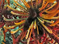 Cirrhes d'une A. pectinifera (le centrodorsal est caché par un ver symbiotique)