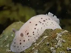 Alloiodoris lanuginata