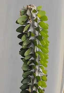 Lignes d'épines et de petites feuilles