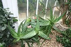 Les glochides jaunes d'Opuntia howeyi (de), les zébrures sur les feuilles de l'Aloès maculé et les côtes grisâtres sillonnant la tige de l'Euphorbe vireuse présentent des couleurs aposématiques avertissant les prédateurs de la spinescence propre à protéger ces plantes contre les mammifères herbivores.