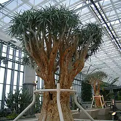 Grand exemplaire de dichotoma en serre.