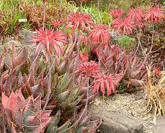 Description de l'image Aloe mitriformis 1.jpg.
