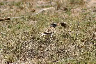 Description de cette image, également commentée ci-après