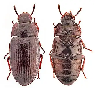 Description de cette image, également commentée ci-après