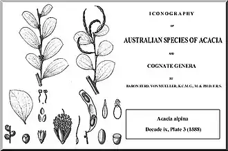 Description de l'image Alpina mueller.jpg.