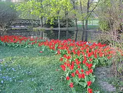 Fleurs dans le parc Alppi.