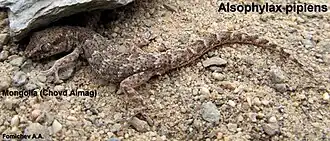 Description de l'image Alsophylax pipiens.jpg.