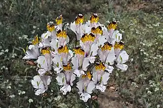 Description de l'image Alstroemeria pulchra Cuesta Las Chilcas 02.JPG.