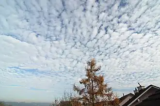 Altocumulus translucidus : cette variété se présente souvent dans les espèces stratiformis et lenticularis.