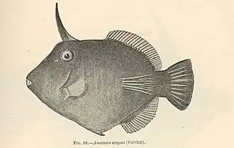 Description de l'image Amanses scopas.jpg.