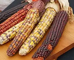 Photographie en couleurs représentant différentes variétés de maïs.