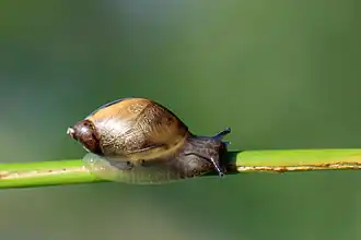 Succinea putris (Succineoidea)