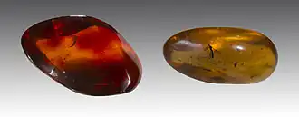 Image illustrative de l’article Ambre