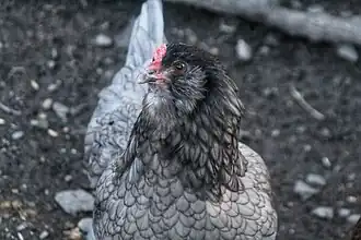 Améraucana avec sa barbe et ses favoris.