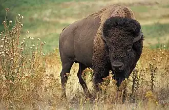 Bison d'Amérique du Nord