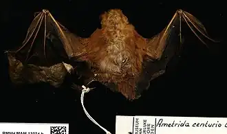 Description de l'image Ametrida centurio.jpeg.