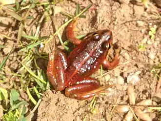 Description de l'image Amietia wittei.jpg.