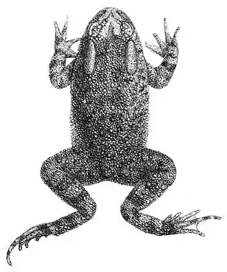 Description de l'image Amietophrynus funereus.jpg.