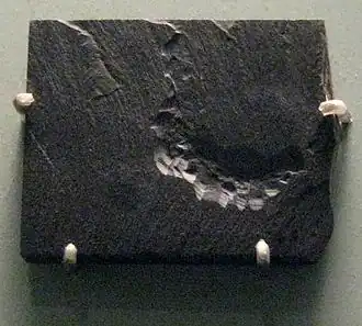 Description de l'image Amiskwia sagittiformis.jpg.