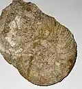 Ammonite fossilisée et encastrée dans un rocher sur la plage de Kimmeridge