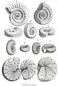 M :&nbsp;Ophioides F :&nbsp;Ammonites