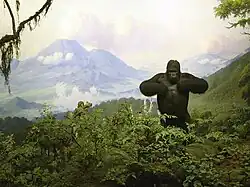 Gorille au musée américain d'histoire naturelle de New York.