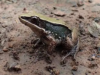 Description de l'image Amnirana darlingi.jpg.